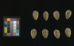 seed