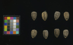 seed