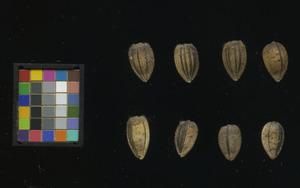 seed