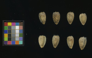 seed