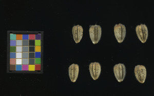 seed
