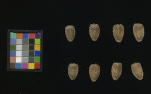 seed
