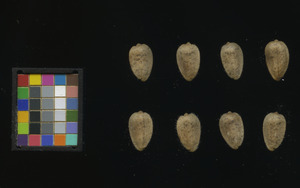 seed
