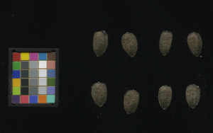 seed