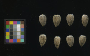 seed