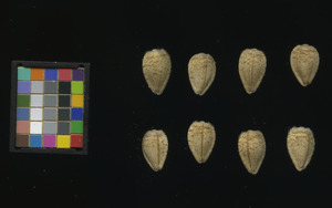 seed