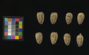 seed
