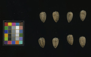 seed