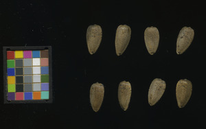 seed