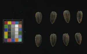 seed