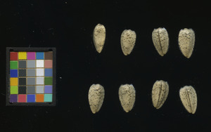 seed