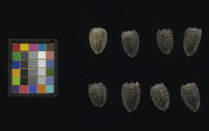 seed