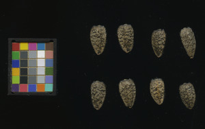 seed