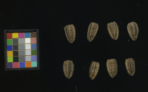 seed