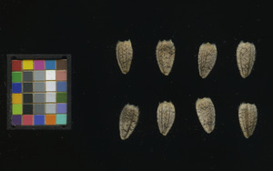 seed