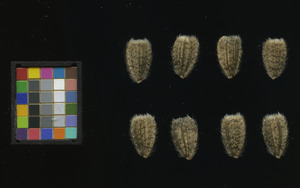 seed