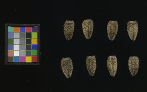 seed