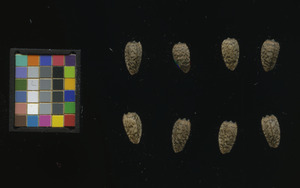 seed