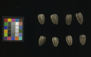 seed
