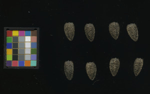 seed