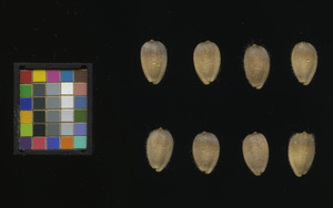 seed