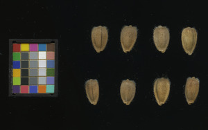 seed