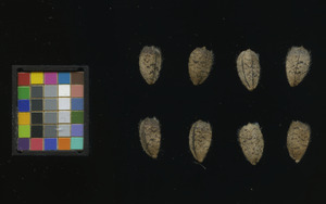 seed
