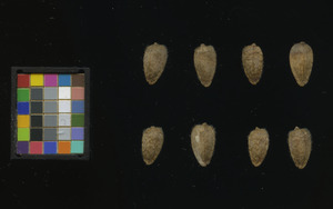 seed