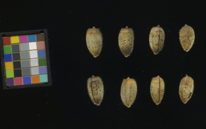 seed