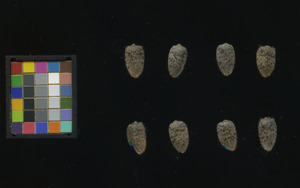 seed
