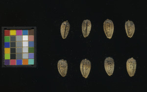 seed