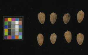 seed
