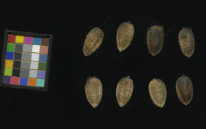 seed