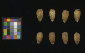 seed