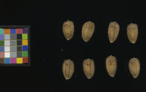 seed