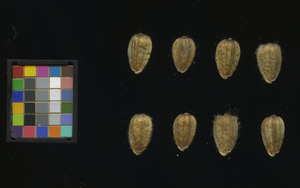 seed