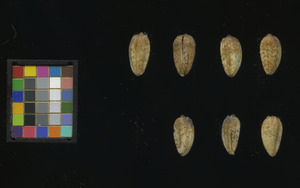 seed