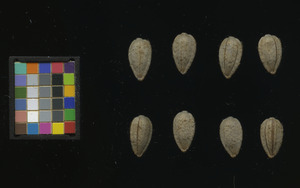 seed