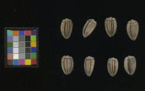 seed