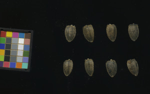 seed