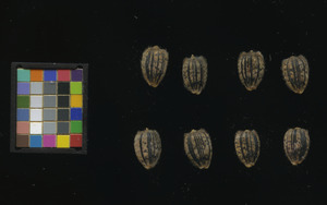 seed