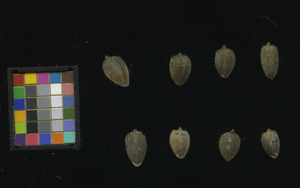 seed