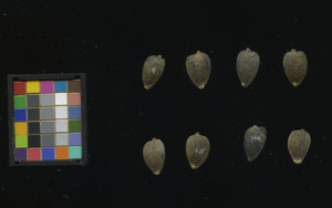seed