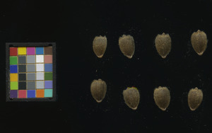 seed
