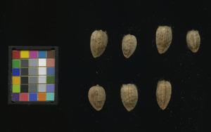 seed