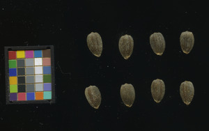 seed