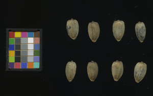 seed