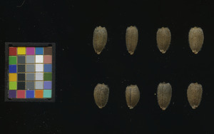 seed