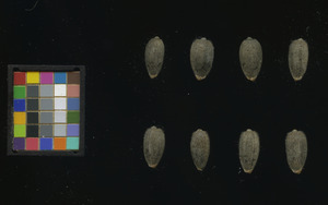seed