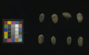 seed